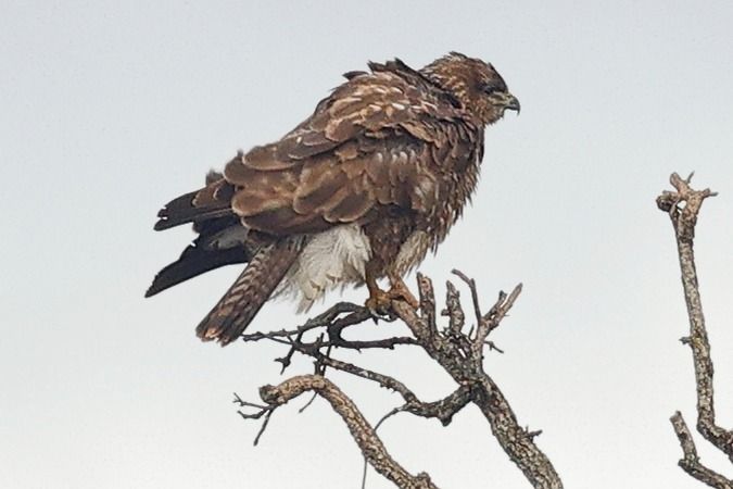 Aligot comú  - Joaquim Bonfill