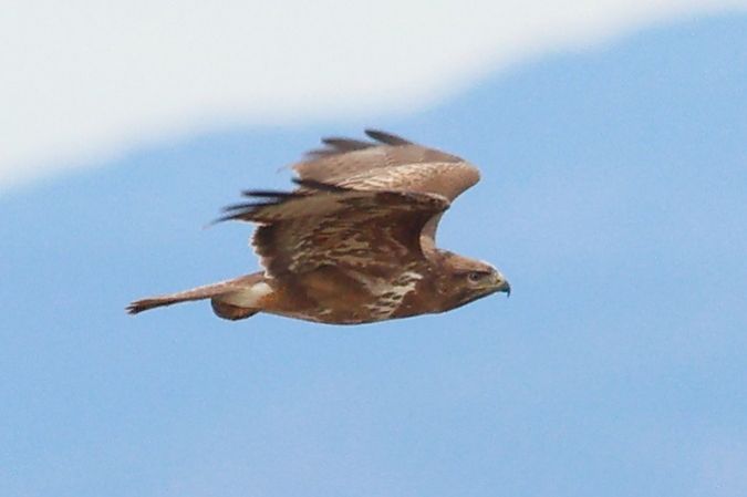 Aligot comú  - Joaquim Bonfill