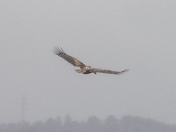 Àguila marina  - Arnau Bonan Barfull