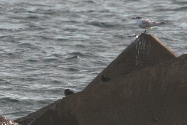 Territ fosc  - Jaume Campderròs Jordà