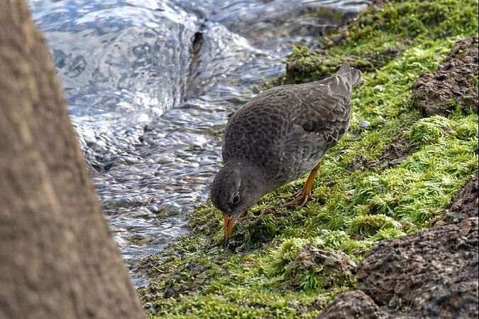 Territ fosc  - Jaume Campderròs Jordà