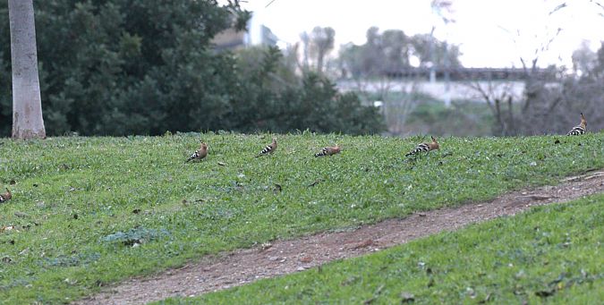 Abubilla  - Jaume Campderròs Jordà