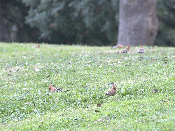 Puput  - Jaume Campderròs Jordà