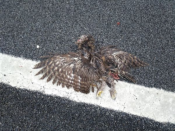 Gamarús  - Marta PuigdomÈnech