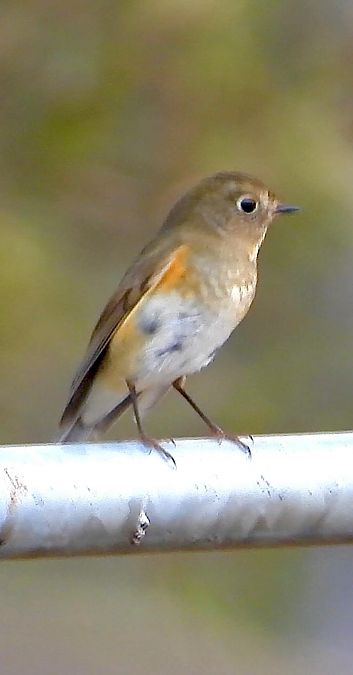 Cotxa cuablava  - Oriol Ribas