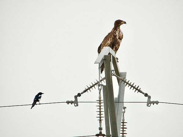 Àguila marina  - Oriol Ribas