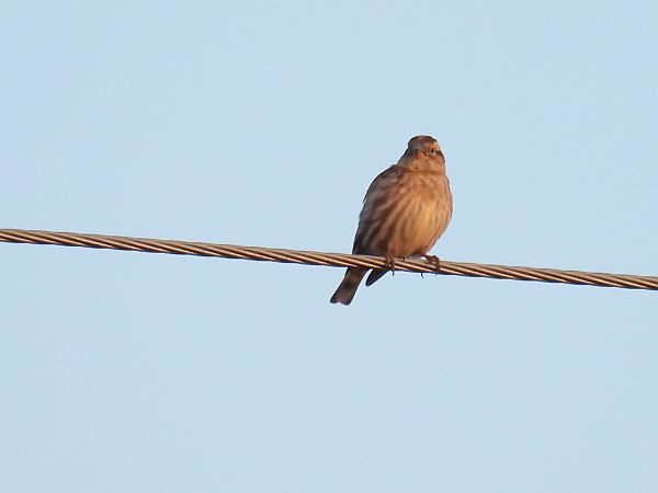 Pardal roquer  - Maria Marmi