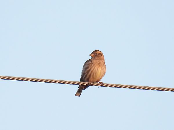 Pardal roquer  - Maria Marmi
