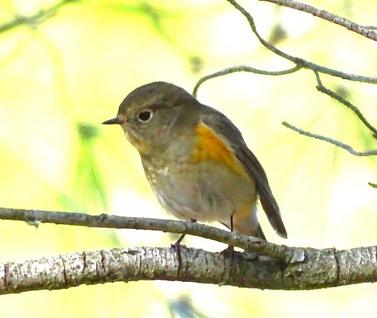 Cotxa cuablava  - Antoni Mariné