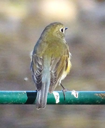 Cotxa cuablava  - Antoni Mariné