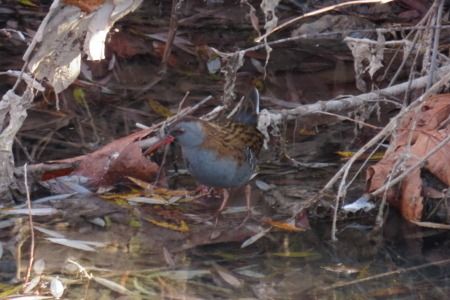 Rascló  - Xesco Puigdomenech