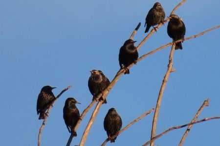 Estornell negre / vulgar  - Xesco Puigdomenech