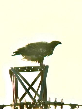 Àguila marina  - Xesco Puigdomenech