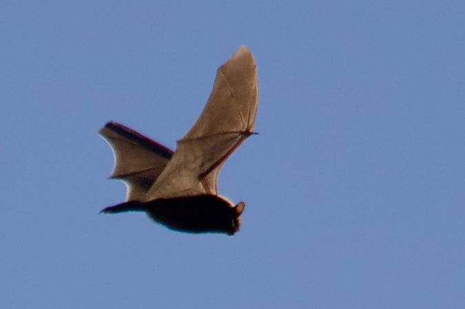 Quiròpter indeterminat  - Joan Gimestells