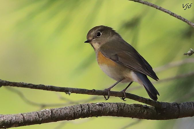 Cotxa cuablava  - Lluís Vilamajó