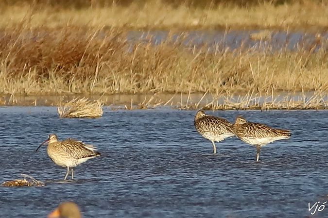 Becut  - Lluís Vilamajó