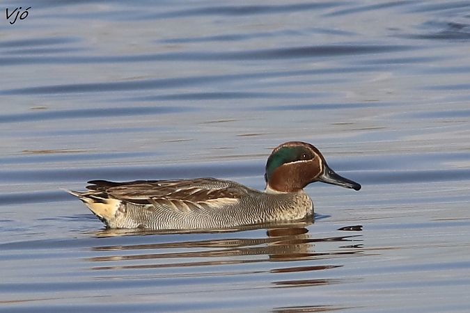 Xarxet comú  - Lluís Vilamajó