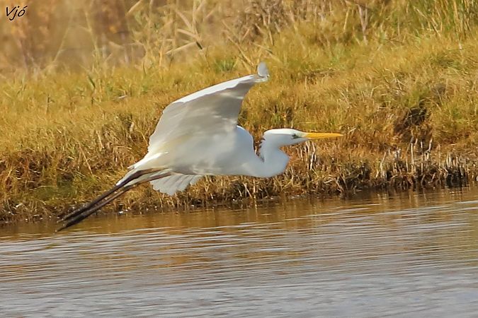Agró blanc  - Lluís Vilamajó