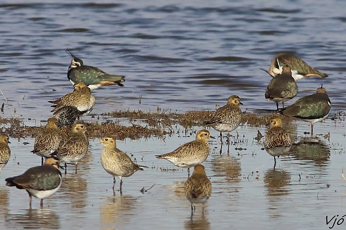 Daurada grossa  - Lluís Vilamajó