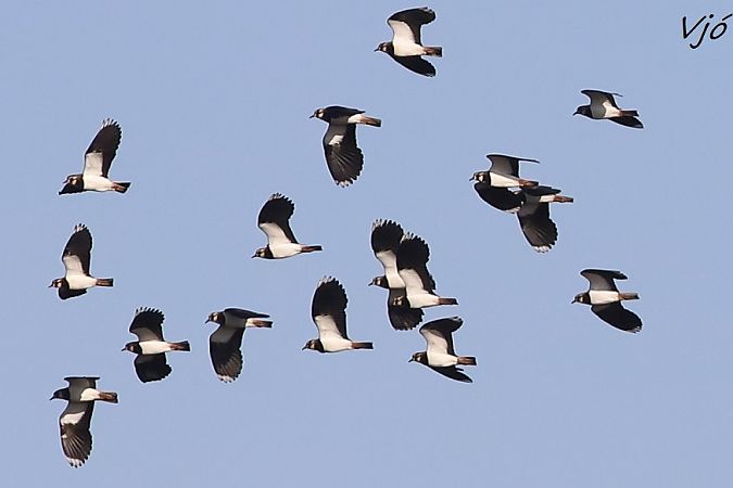 Fredeluga  - Lluís Vilamajó