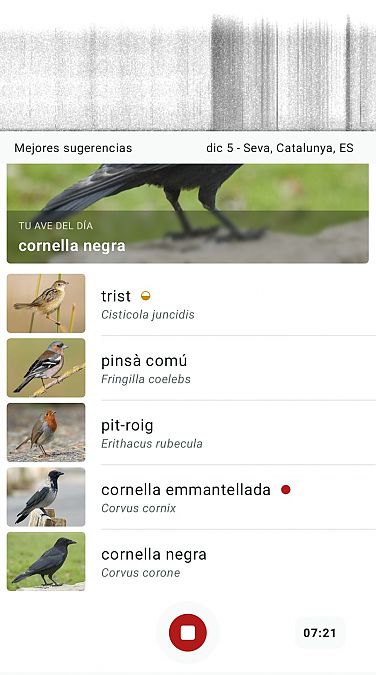 Cornella emmantellada  - Lluïsa Bachs