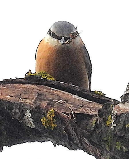 Pica-soques blau  - Joan Safont