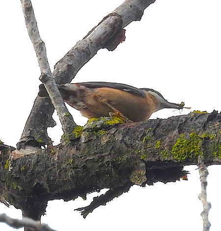 Pica-soques blau  - Joan Safont