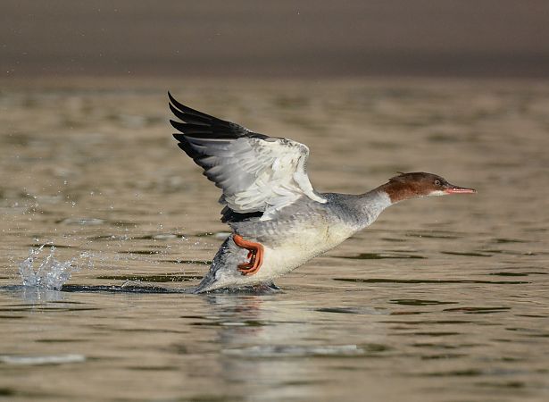 Bec de serra gros  - Ángel Luceño