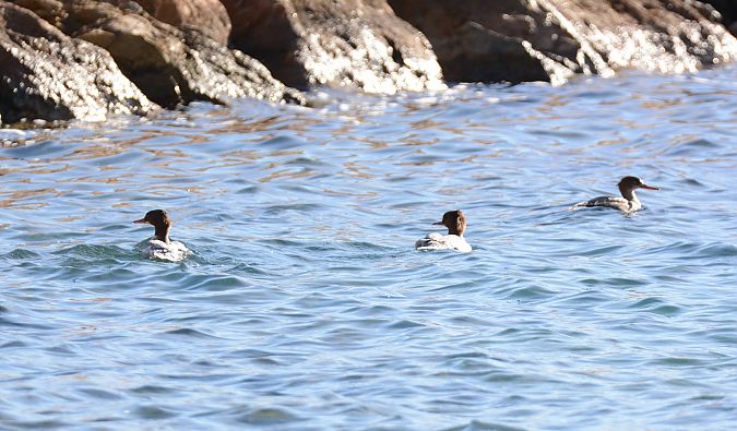 Bec de serra gros  - Ángel Luceño