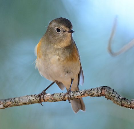Cotxa cuablava  - Ángel Luceño