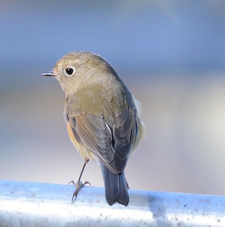 Cotxa cuablava  - Ángel Luceño
