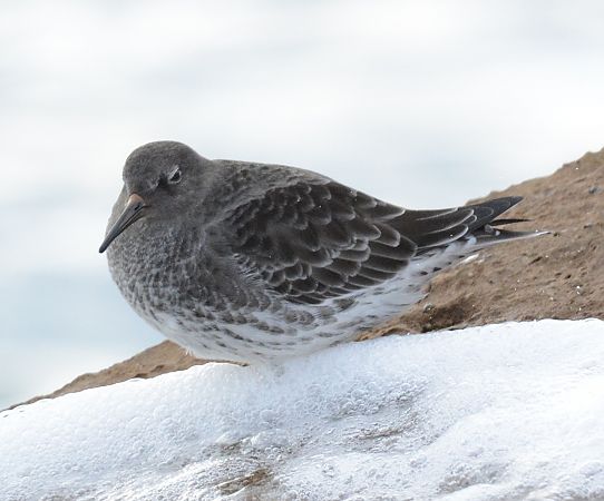 Territ fosc  - Ángel Luceño