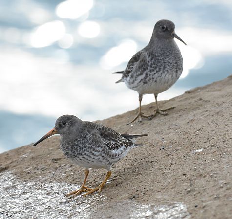 Territ fosc  - Ángel Luceño
