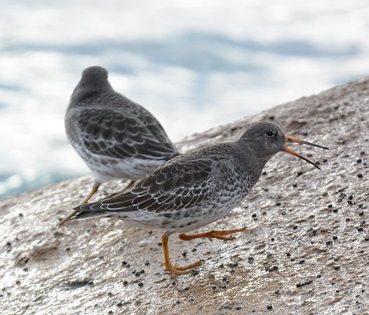 Territ fosc  - Ángel Luceño