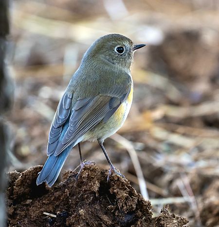 Cotxa cuablava  - Jordi Massoni