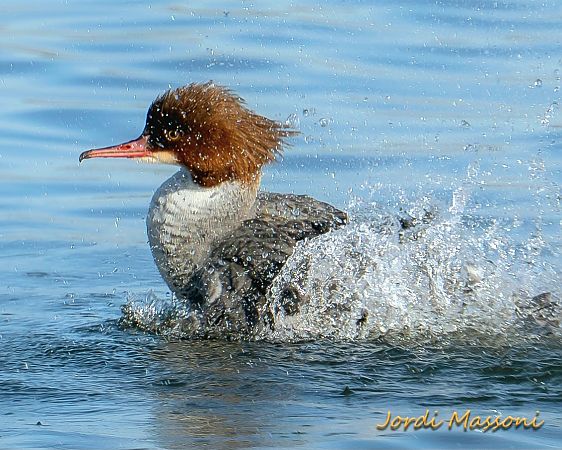Bec de serra gros  - Jordi Massoni