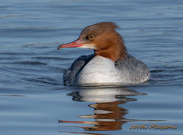 Bec de serra gros  - Jordi Massoni