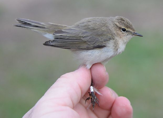 Mosquiter comú siberià  - Pere Josa Anguera