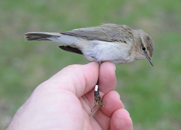 Mosquiter comú siberià  - Pere Josa Anguera