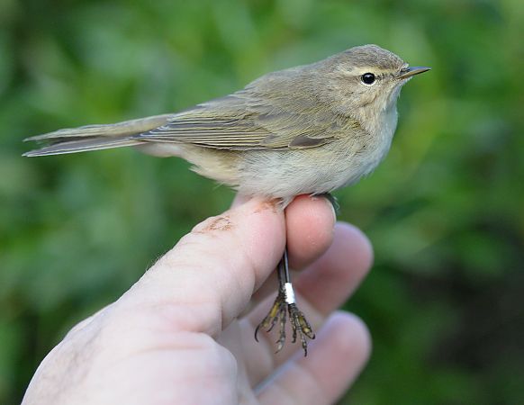 Mosquiter comú siberià  - Pere Josa Anguera