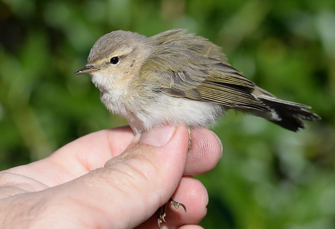 Mosquiter comú siberià  - Pere Josa Anguera
