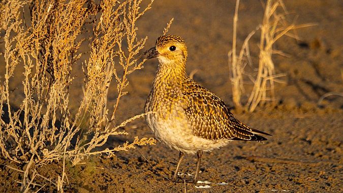 Daurada grossa  - - Juanhito-