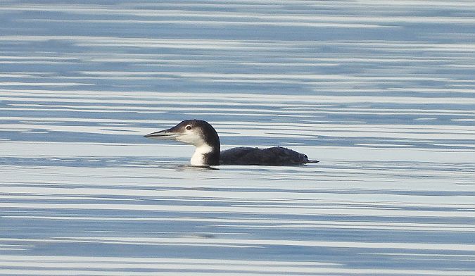 Calàbria grossa  - Eulàlia Maspons