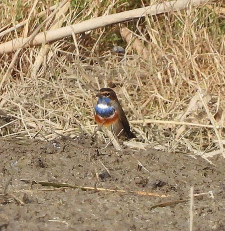 Cotxa blava  - Eulàlia Maspons