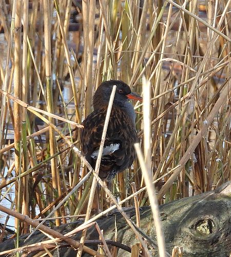 Rascló  - Eulàlia Maspons