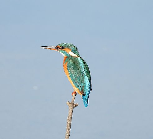 Blauet  - Eulàlia Maspons