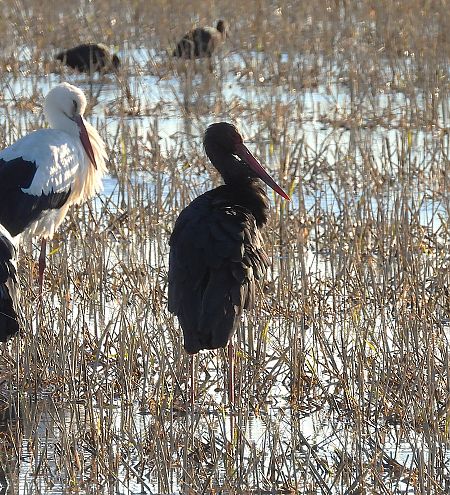 Cigonya negra  - Eulàlia Maspons
