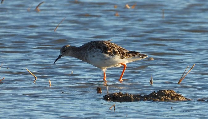 Batallaire  - Eulàlia Maspons
