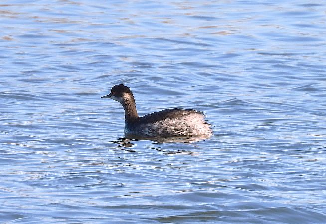 Cabussó collnegre  - Eulàlia Maspons