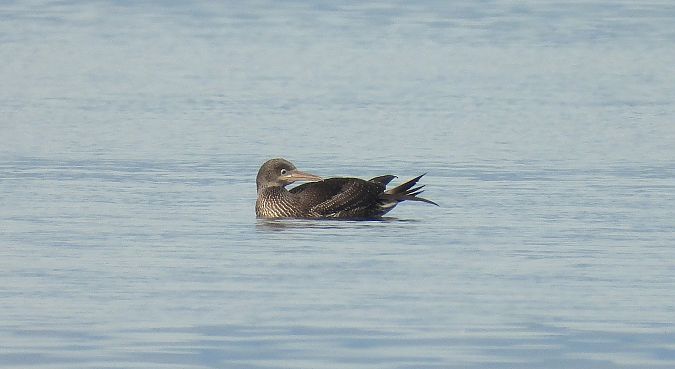 Mascarell  - Eulàlia Maspons